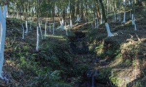 Sítio com 10000m², Nao suíte, no bairro Linha 25 em Marau