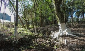 Sítio com 10000m², Nao suíte, no bairro Linha 25 em Marau